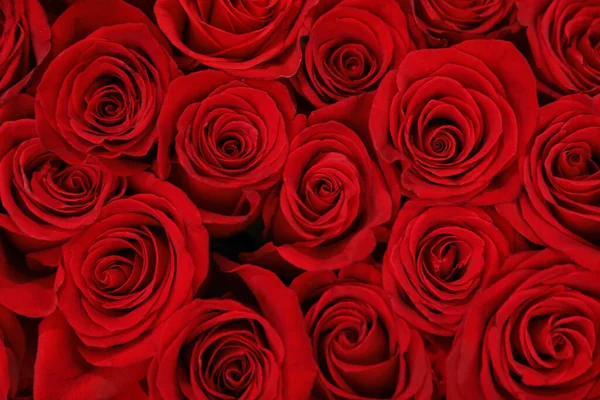 Beautiful red roses as background, closeup. Floral decor — 스톡 사진