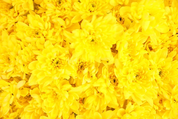 Bellissimi fiori di crisantemo freschi come sfondo, primo piano. F I — Foto Stock