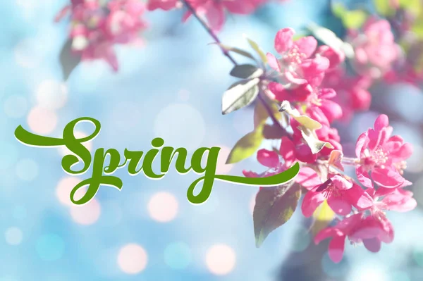 Bela Árvore Florescente Com Flores Rosa Close Olá Primavera — Fotografia de Stock
