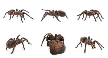 Beyaz zemin üzerinde çizgili diz tarantula kolajı (Aphonopelma seems anni)