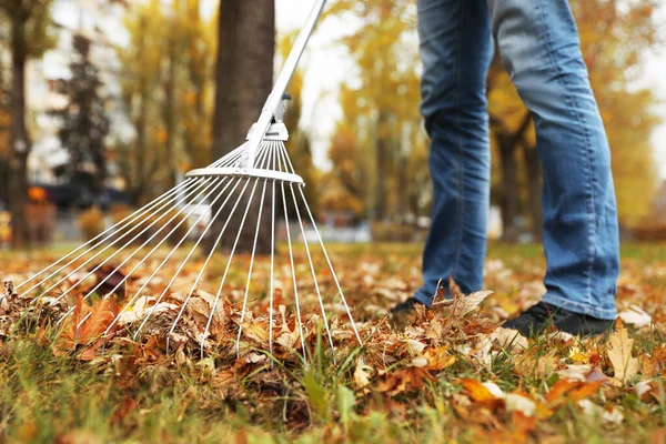 Person Raking Dry Leaves Outdoors Autumn Day Closeup — Stock Photo, Image