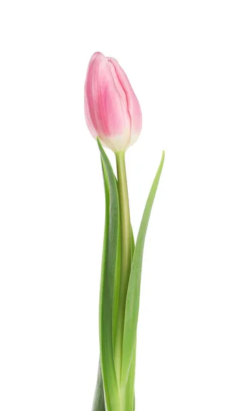 Bellissimo tulipano rosa primaverile su sfondo bianco — Foto Stock