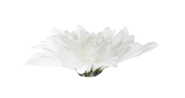 Beautiful tender chrysanthemum flower isolated on white — Stock Photo, Image