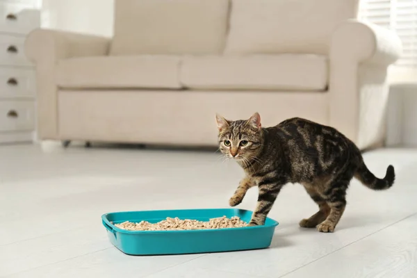 Gato Tabby cerca de la caja de arena en casa — Foto de Stock