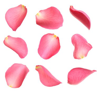 Taze pembe gül yaprağı beyaza izole edilmiş.