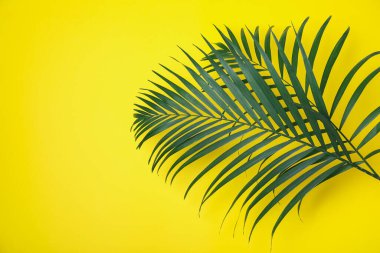 Beautiful lush tropical leaves on yellow background. Space for text