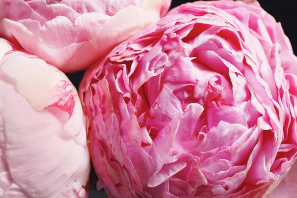 Красиві Свіжі Рожеві Півонії Темному Тлі Крупним Планом Квітковий Декор — стокове фото