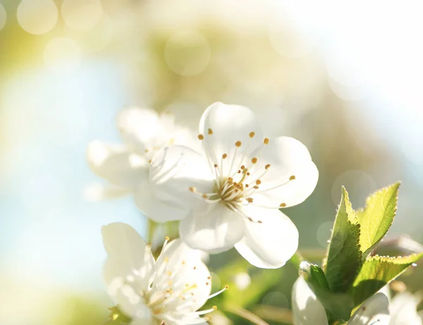 Blossoming cherry tree, closeup — Stock Photo, Image