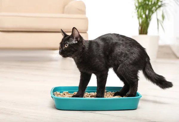 Niedliche schwarze Katze in Wurfbox zu Hause — Stockfoto