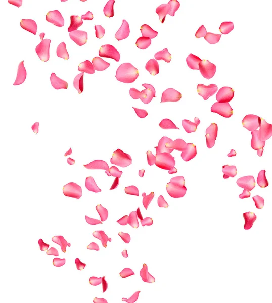 Fresh pink rose petal isolated on white — Stock Photo, Image