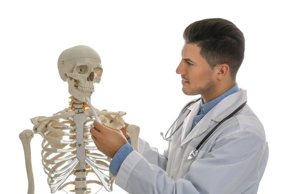 Ortopedista masculino com modelo de esqueleto humano sobre fundo branco — Fotografia de Stock