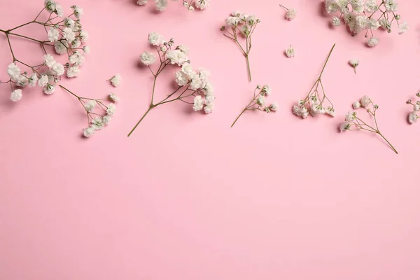 Beautiful Floral Composition Gypsophila Pink Background Flat Lay Space Text — Stock Photo, Image