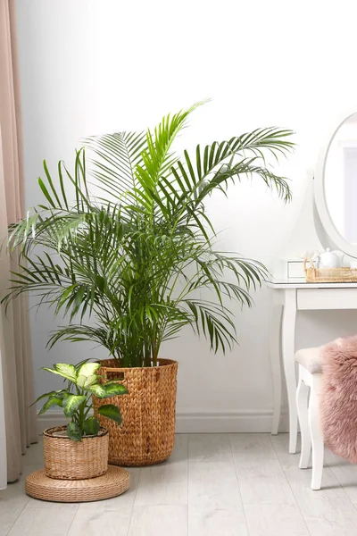 Beautiful potted plants near window with curtains in stylish roo — 스톡 사진