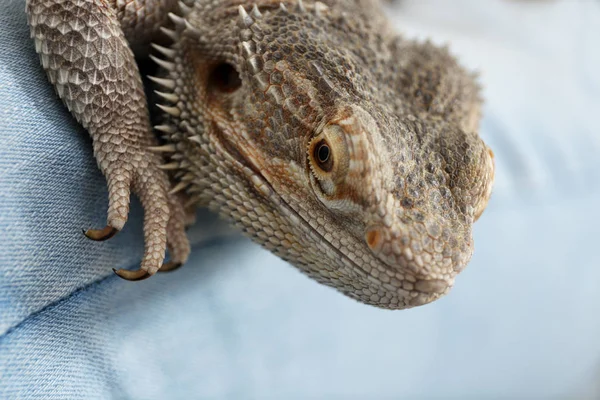 Young Woman Bearded Lizard Home Closeup Exotic Pet — Stock Photo, Image