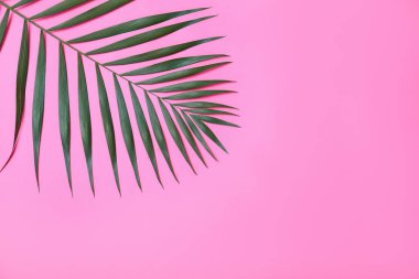 Pembe arka planda güzel, yemyeşil bir tropik yaprak. Metin için boşluk