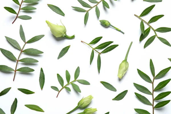 Composition Avec Boutons Floraux Branches Vertes Sur Fond Blanc Vue — Photo