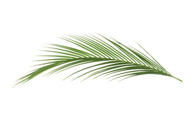 Güzel yemyeşil tropikal yaprak beyazda izole edilmiş.