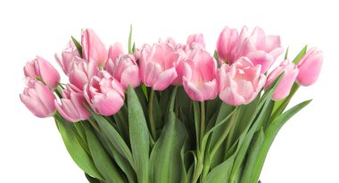 Beyaz arka planda güzel pembe bahar laleleri