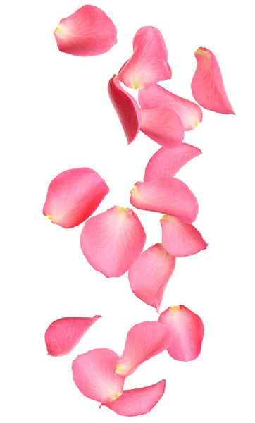 Petalo rosa fresco isolato su bianco — Foto Stock