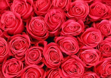 Arka plan olarak güzel pembe güller, üst manzara. Çiçek dekoru