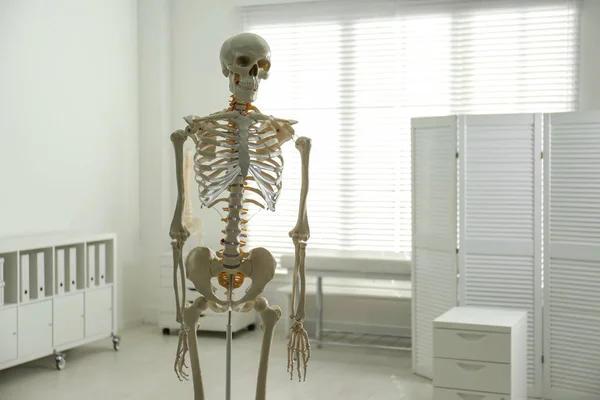 Modèle Squelette Humain Dans Bureau Orthopédiste Espace Pour Texte — Photo