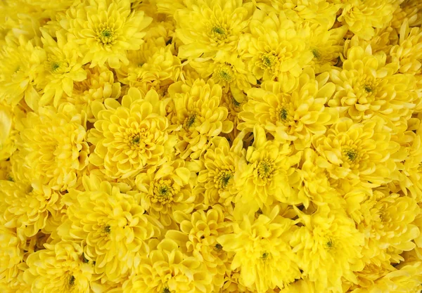 Beautiful bouquet of chrysanthemum flowers, closeup. Floral deco — 스톡 사진
