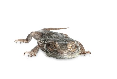 Sakallı kertenkele (Pogona barbata) beyaz üzerine izole edilmiş. Egzotik hayvan