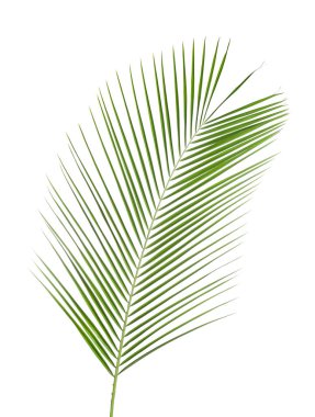 Güzel yemyeşil tropikal yaprak beyazda izole edilmiş.