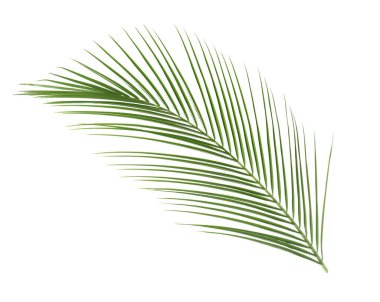 Güzel yemyeşil tropikal yaprak beyazda izole edilmiş.