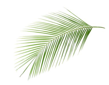 Güzel yemyeşil tropikal yaprak beyazda izole edilmiş.