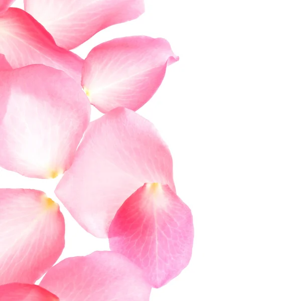 Fresh pink rose petals on white background, top view — 스톡 사진