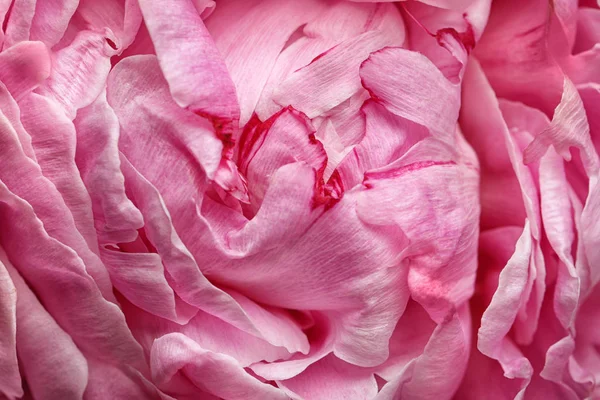 背景として美しい開花牡丹のクローズアップビュー 花の装飾 — ストック写真