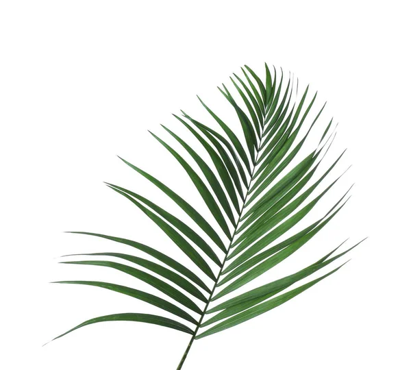 Krásný bujný tropický list izolovaný na bílém — Stock fotografie