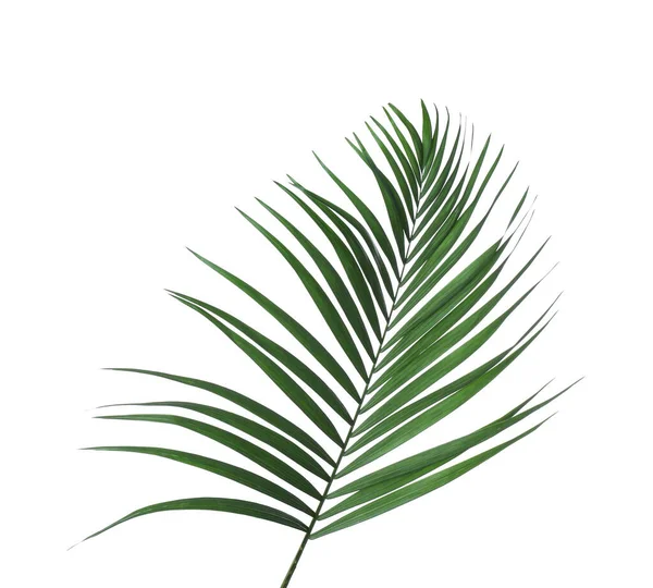 Beautiful lush tropical leaf isolated on white — 스톡 사진