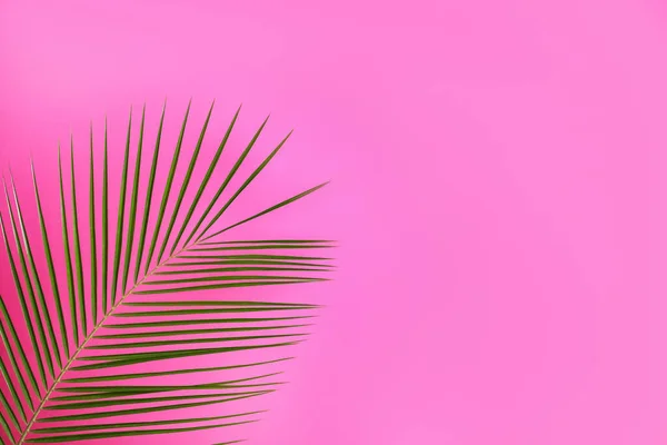 ピンクの背景に美しい緑豊かな熱帯の葉 テキストのスペース — ストック写真