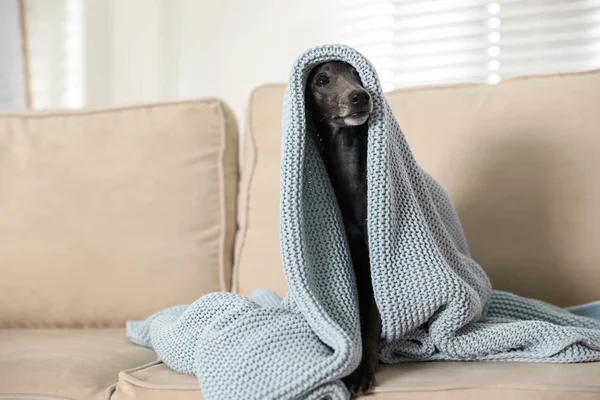 Italienischer Windhund Mit Plaid Bedeckt Auf Sofa Hause — Stockfoto