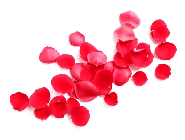 Fresh red rose petals on white background, top view — Stock Photo, Image
