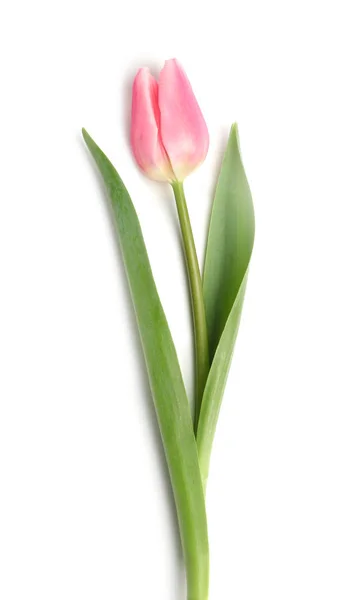 Beautiful pink spring tulip isolated on white, top view — Stok fotoğraf