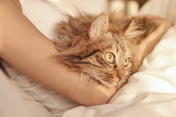 Frau mit ihrer süßen Katze auf dem Bett, Nahaufnahme. flauschiges Haustier — Stockfoto