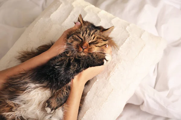 Женщина со своей милой кошкой в постели, крупным планом. Пушистый питомец — стоковое фото
