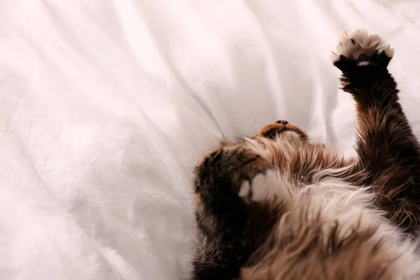 Cute fluffy cat on bed. Domestic pet — Stock Photo, Image