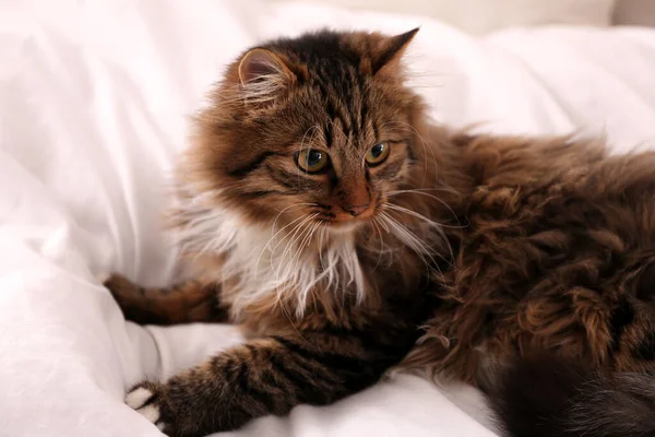 Милая пушистая кошка в постели. Домашние животные — стоковое фото