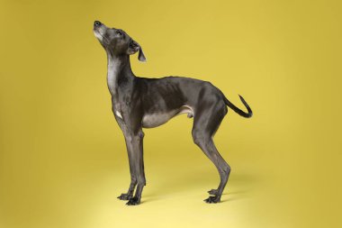 Sarı arka planda sevimli İtalyan tazı köpeği.