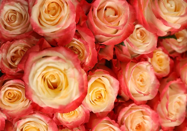 Vacker bukett av färska rosor, närbild. Blommig inredning — Stockfoto