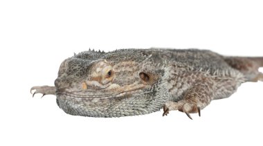 Sakallı kertenkele (Pogona barbata) beyaz üzerine izole edilmiş. Egzotik hayvan