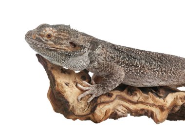 Sakallı kertenkele (Pogona barbata) ve Whit üzerinde izole ağaç dalı