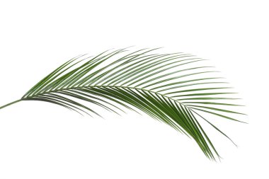 Güzel yemyeşil tropikal yaprak beyazda izole edilmiş.