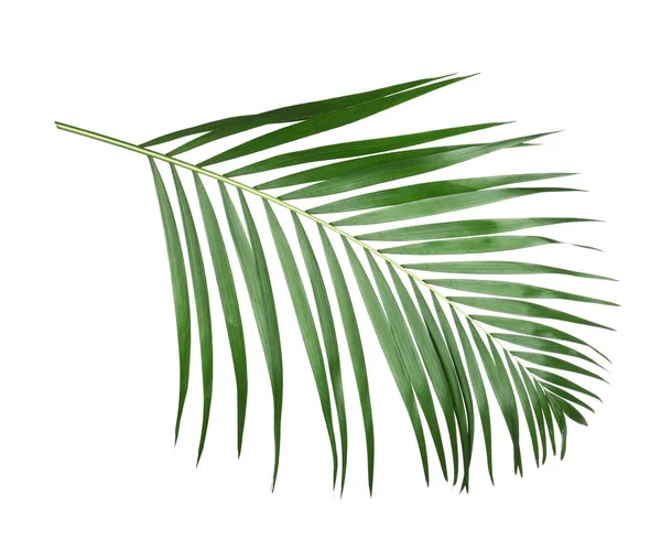 Beautiful lush tropical leaf isolated on white — 스톡 사진