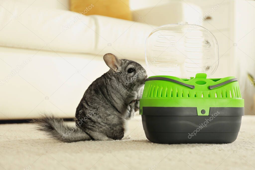 Cute grey chinchilla near carrier in room