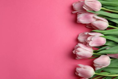 Pembe arka planda güzel bahar laleleri, düzlük. Bunun için boşluk 
